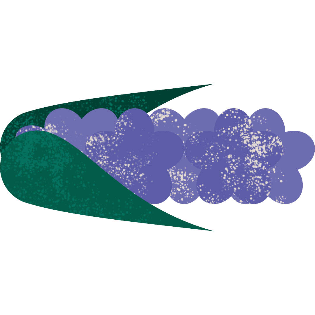 Lavender